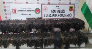 663 bin lira değerinde insan saçı yakalandı