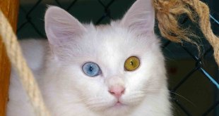 Bu yıl 145 Van kedisi dünyaya geldi