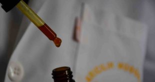 Bal arılarının ürettiği Propolis ayrıştırılıyor