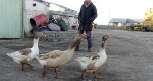 Kars'ta aç kaldığı için köye inen kurdun kazlara saldırısı kamerada