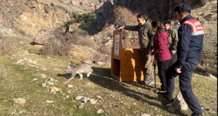 Kars'ta doğada bulunan vaşak yavrusu 6 aylık bakım sonrası doğaya salındı