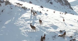 Göç yoluna koyulan yaban keçileri belgesel tadında görüntü oluşturdu