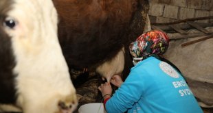 Erciş'te 'Vefa' ekibi, yardım isteyen yaşlı çiftin ineğini sağdı