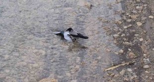 Nehre düşen yaralı güvercini kargalar kurtarmaya çalıştı
