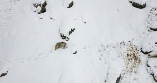 Karla kaplı Munzur Dağları'nda yiyecek arayan bozayı görüntülendi