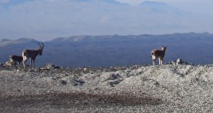 Ağrı'da 'Dağ Keçileri' sürü halinde görüntülendi