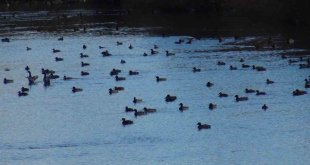 Yüzlerce yaban ördeği Kars Çayı'nda görüntülendi