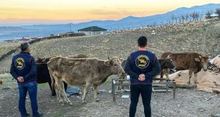 Iğdır'da çalınan hayvanlar bulunarak sahibine teslim edildi
