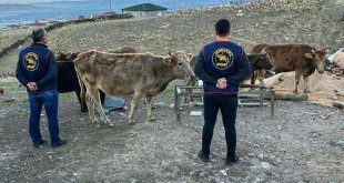 Iğdır'da ahırdan büyükbaş hayvan çaldığı iddia edilen 3 kişi tutuklandı
