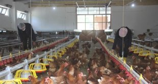 Tavuk eti üretimi arttı