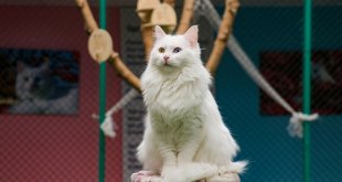 Van Kedi Villası'nda bu yıl 80 yavru sahiplendirildi