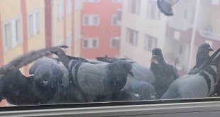 Ağrı'da soğuk hava sokak hayvanlarına zor anlar yaşatıyor