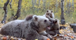 Kış uykusuna yatmayan ayılar bilim insanlarını endişelendiriyor