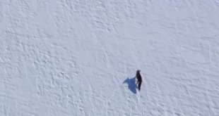 Kar üstünde yiyecek arayan tilki, dron ile görüntülendi