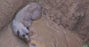 Bingöl'de çukura düşen köpeği itfaiye ekipleri kurtardı