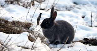 Erzurum, Ardahan, Tunceli ve Kars'ta dondurucu soğuklar hakim
