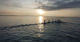 Arin Gölü ötücü kuğuları misafir etmeye devam ediyor