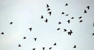 Iğdır'daki sulak alan, kış mevsiminde göçmen kuşların sığınağı oldu