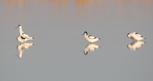 Iğdır'daki Karasu Sulak Alanı'nda kılıçgagalar beslenirken görüntülendi