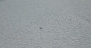 Tunceli'de karda yiyecek arayan tilki dron kamerasında