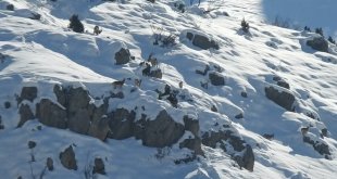 Erzincan'da karlı dağları aşarak göç yoluna koyulan dağ keçileri görüntülendi