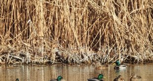 Iğdır'da 2024 kuş sayımı yapıldı