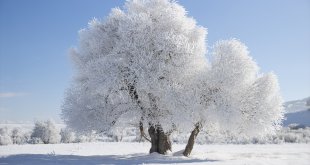 Erzurum, Ağrı, Ardahan ve Tunceli buz kesti