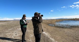 Iğdır'daki sulak alanda kış ortası sayımında 25 türden 2 bin 200 kuş kaydedildi