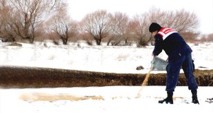 Ağrı'da jandarma ile DKMP ekipleri yaban hayvanları için doğaya buğday bıraktı
