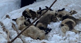 Şemdinli'de kardan çöken ahırda 7 küçükbaş hayvan telef oldu