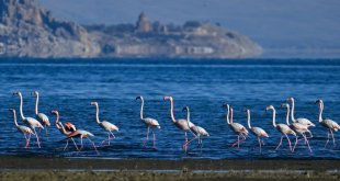 Ötücü kuğular ile göç dönemi geçen flamingolar kışı Van Gölü havzasında geçiriyor
