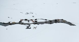 Karla kaplı Ağrı'da besiciler, hayvanlarının su ihtiyacını derede karşılıyor