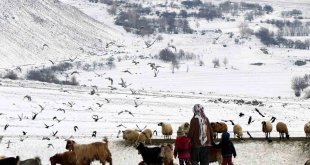Erzincan'da 'Köyümde Yaşamak İçin Bir Sürü Nedenim Var' projesi ile 179 üretici hayvan varlığını artırdı