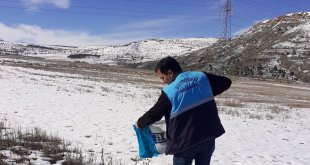 Battalgazi'de sokak hayvanlara yem bırakıldı