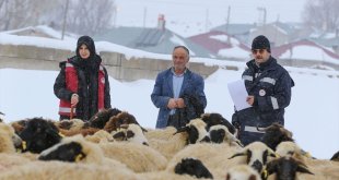 Doğu'daki veteriner hekimler ağır kış koşullarında hayvanların tedavisini aksatmıyor