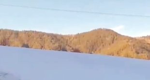 Ardahan'da karlı arazide yiyecek arayan vaşak görüntülendi