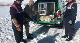 Erzurum'da jandarmanın yaralı bulduğu kurt tedaviye alındı