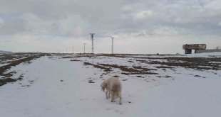 Köpeğin dronla imtihanı