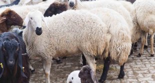 Baharı müjdeleyen kuzular doğmaya başladı