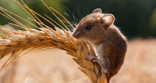 Erzincan İl Tarım ve Orman Müdürlüğü çiftçileri fare konusunda uyardı