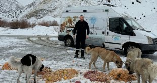 Hakkari'de sokak hayvanlarına yiyecek bırakıldı