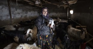 Karla kaplı Tunceli'deki köylüler hayvanları için kışın tüm zorluklarıyla mücadele ediyor