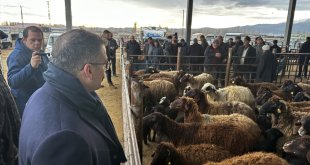 Iğdır'da bir aydır şap karantinasında olan hayvan borsası yeniden açıldı