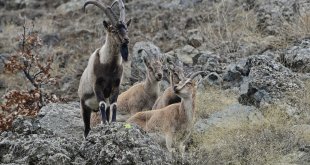 Bingöl'de yaban keçilerinin sayısı her geçen yıl artıyor