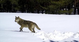Kars'ta kurtların kış yaşamı uydu vericisiyle takip ediliyor