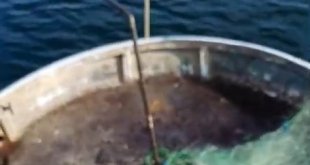 Tunceli'de ağa takılan balıkçıl kurtarıldı