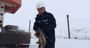 Bitlis'te ağaç direkte mahsur kalan kediyi VEDAŞ ekipleri kurtardı