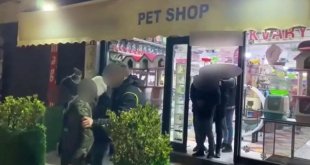 Pet shop'ta düzensiz göçmen operasyonu