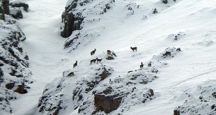 Dağ keçileri Munzur Dağlarına renk katıyor