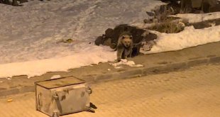 Kış uykusundan uyanan boz ayılar yiyecek bulmak için ilçe merkezine indi